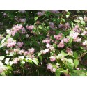 Deutzia hybrida 'Tourbillon Rouge'