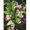 Deutzia hybrida 'Tourbillon Rouge'