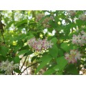 Deutzia scabra 'Atropurpurea'