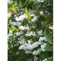 Deutzia scabra 'Candidissima'