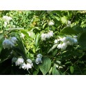 Philadelphus inodorus 'Grandiflorus' - Seringat