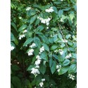 Philadelphus inodorus 'Grandiflorus' - Seringat