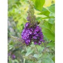 Buddleja 'Summer Bird Blue' ®