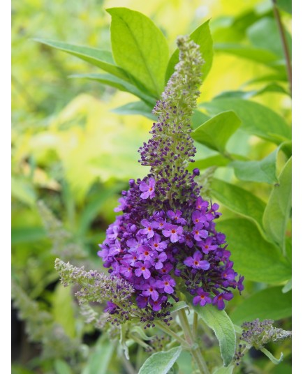 Buddleja 'Summer Bird Blue' ®