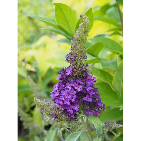 Buddleja 'Summer Bird Blue' ®