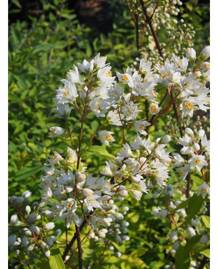 Deutzia discolor