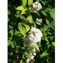 Deutzia hybrida x 'Pink Pompon'