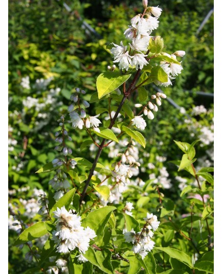 Deutzia scabra 'Pride Of Rochester'