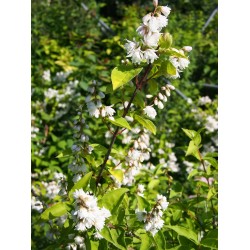 Deutzia scabra 'Pride Of Rochester'