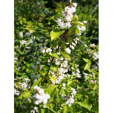 Deutzia scabra 'Pride Of Rochester'