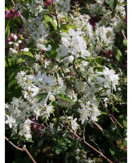 Deutzia pulchra