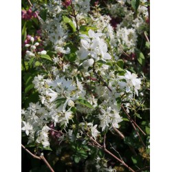 Deutzia pulchra