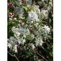 Deutzia pulchra