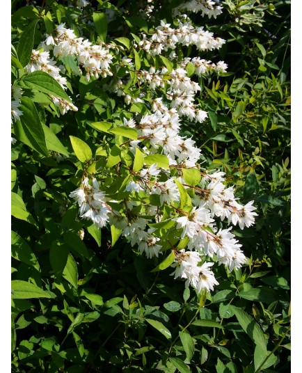 Deutzia rosea x 'Venusta'