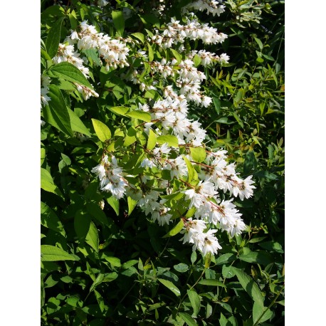 Deutzia rosea x 'Venusta'