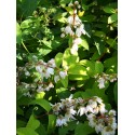 Deutzia scabra 'Watereri'