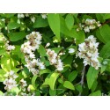 Deutzia scabra 'Watereri'