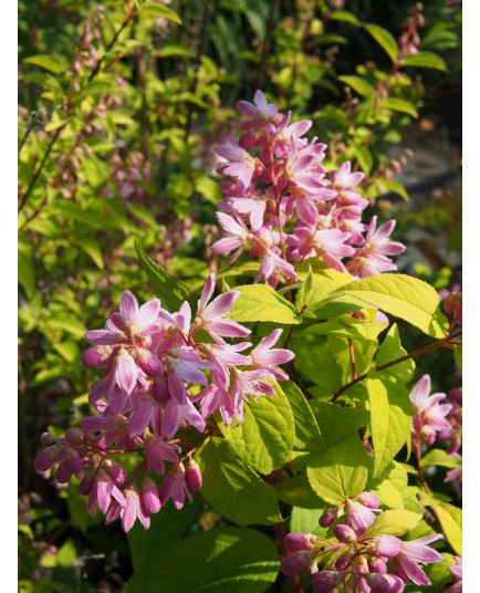 Deutzia hybrida x 'Strawberry Fields'