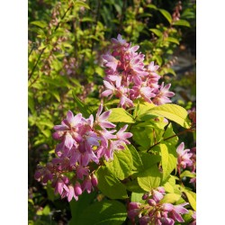 Deutzia hybrida x 'Strawberry Fields'