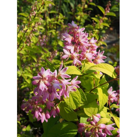 Deutzia hybrida x 'Strawberry Fields'