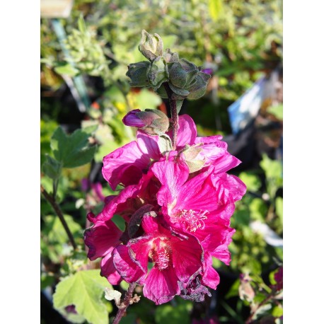 Lavatera 'Red Rum' ®