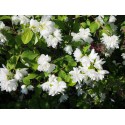 Philadelphus 'Minnesota Snowflake' - seringats, seringas,