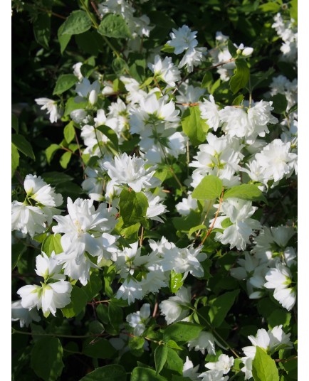 Philadelphus 'Minnesota Snowflake' - seringats, seringas,