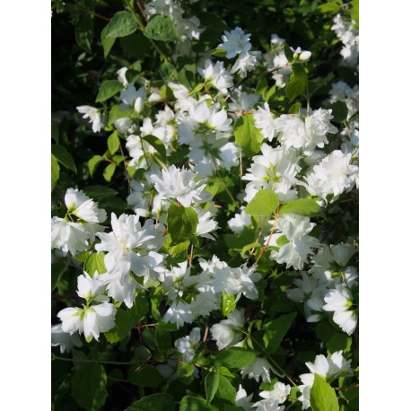 Philadelphus 'Minnesota Snowflake' - seringats, seringas,