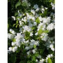 Philadelphus 'Minnesota Snowflake' - seringats, seringas,