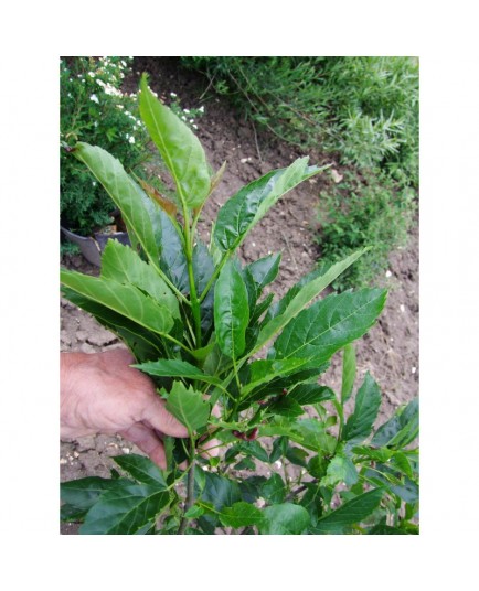 Fraxinus excelsior 'Diversifolia'- frêne à une feuille