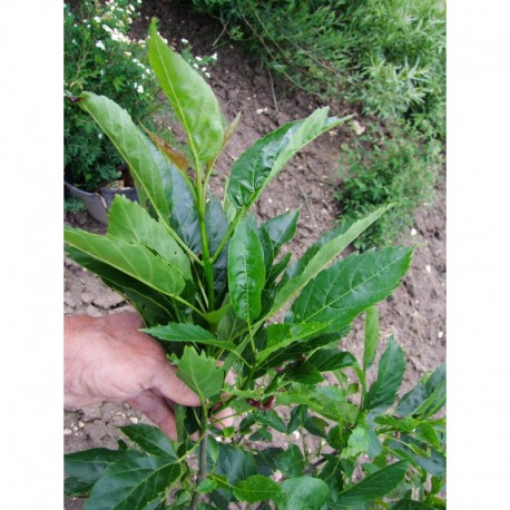Fraxinus excelsior 'Diversifolia'- frêne à une feuille