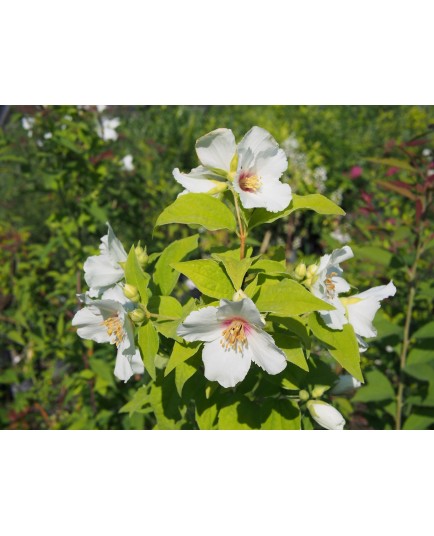 Philadelphus purpureo maculatus x 'Belle Etoile' - Seringat