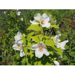 Philadelphus purpureo maculatus x 'Belle Etoile' - Seringat