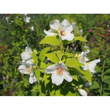 Philadelphus purpureo maculatus x 'Belle Etoile' - Seringat