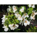 Philadelphus purpureo maculatus x 'Belle Etoile' - Seringat