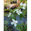 Philadelphus 'Silberregen' - Seringat