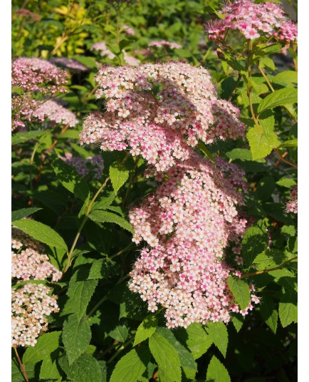 Spiraea japonica 'Pruhoniciana' - spirée de Pruhonice