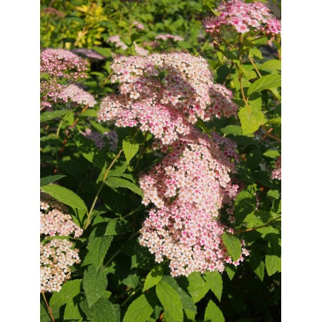 Spiraea japonica 'Pruhoniciana' - spirée de Pruhonice