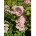 Spiraea japonica 'Pruhoniciana' - spirée de Pruhonice