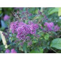 Spiraea japonica 'Purpurea Nana'