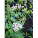 Spiraea japonica 'Flowering Choice'