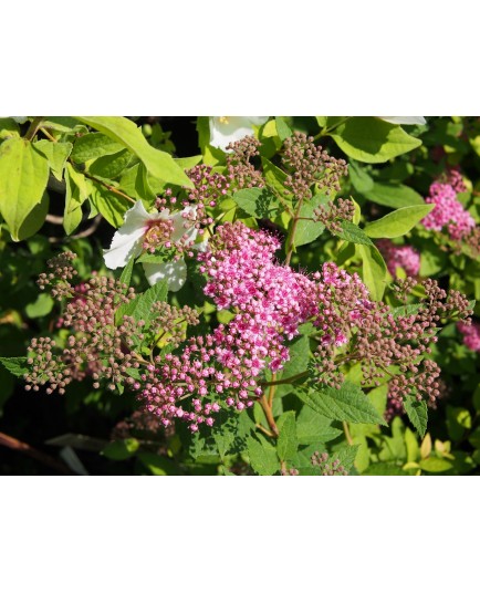 Spiraea japonica 'Red Princess'