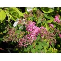 Spiraea japonica 'Red Princess'