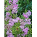 Spiraea japonica 'Magic Carpet' - Spirée du japon à feuilles rouges