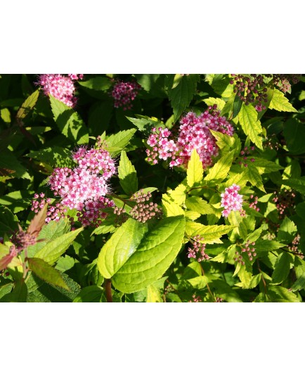 Spiraea japonica 'Tendre Violine' - spirée