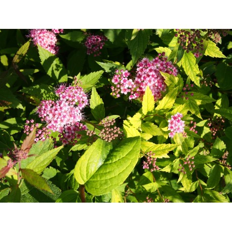 Spiraea japonica 'Tendre Violine' - spirée