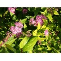 Spiraea japonica 'Tendre Violine' - spirée