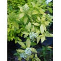 Spiraea japonica 'White Gold'