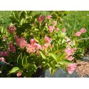 Weigela 'All Summer Peach'