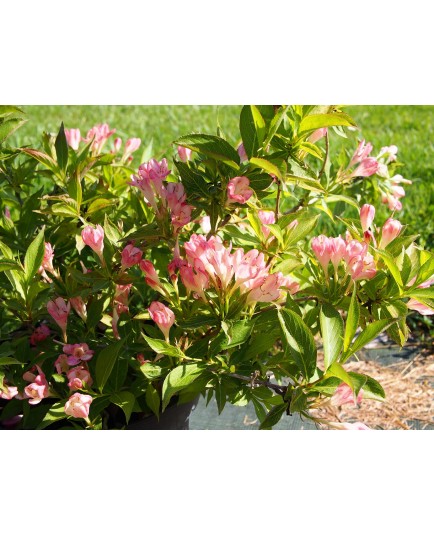 Weigela 'All Summer Peach'